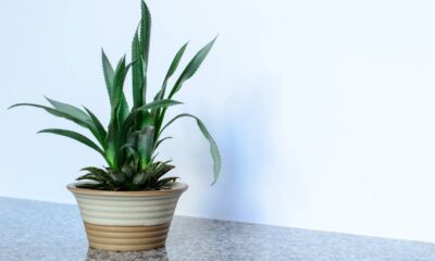 Cultivar abacaxi em vaso pode ser mais fácil do que parece