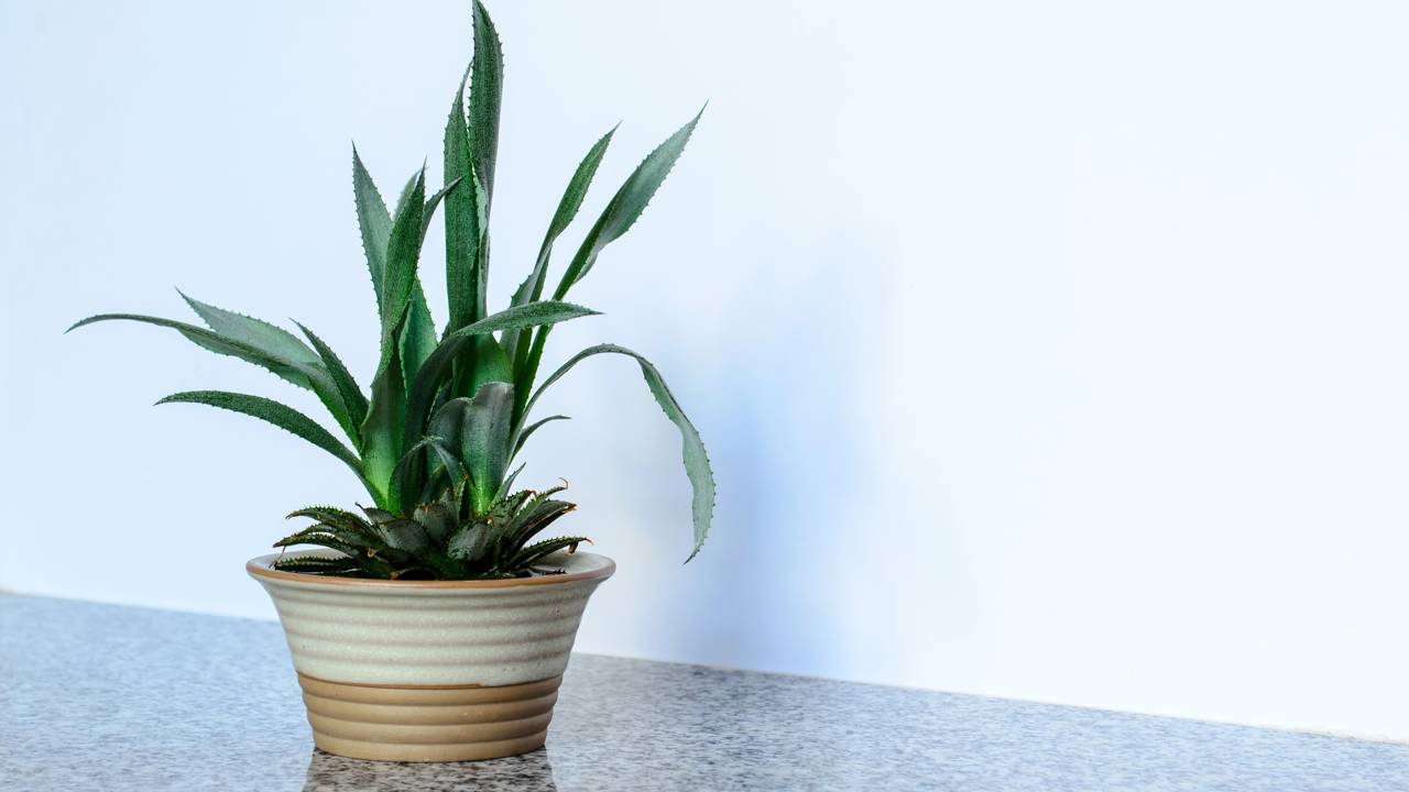 Cultivar abacaxi em vaso pode ser mais fácil do que parece