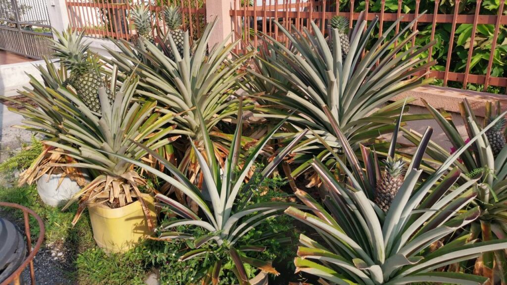 Cultivar abacaxi em vaso pode ser mais fácil do que parece