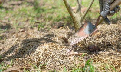 A utilização de casca de ovo na horta caseira tem ganhado cada vez mais popularidade devido aos inúmeros benefícios que oferece para o solo e para as plantas