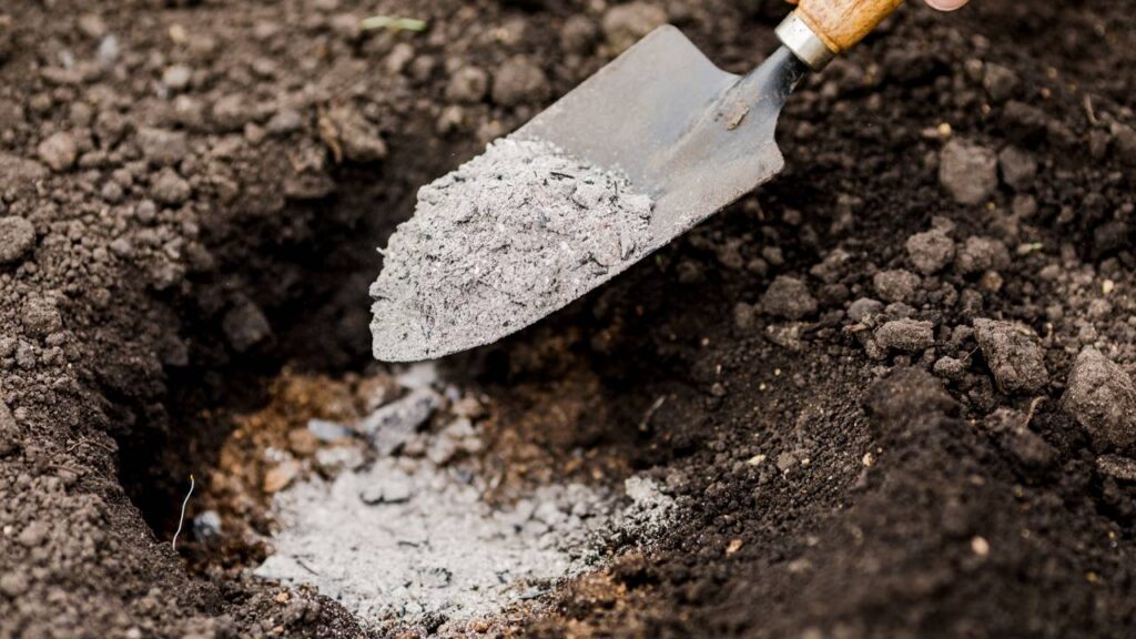 Cinzas de carvão têm despertado interesse entre jardineiros e entusiastas da agricultura devido às suas propriedades químicas e potenciais benefícios, principalmente na correção do solo