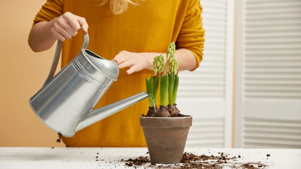 Utilizar açúcar é uma técnica amplamente reconhecida para aumentar a durabilidade das flores cortadas