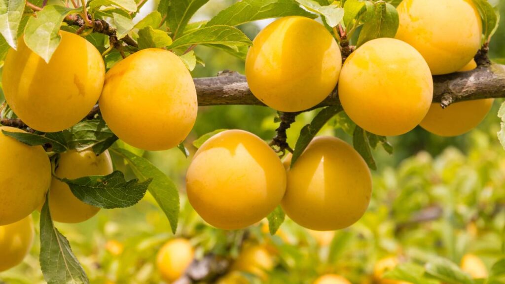 O cultivo de ameixa amarela em casa tem atraído muitos jardineiros amadores devido ao seu sabor marcante e ao valor nutricional da fruta