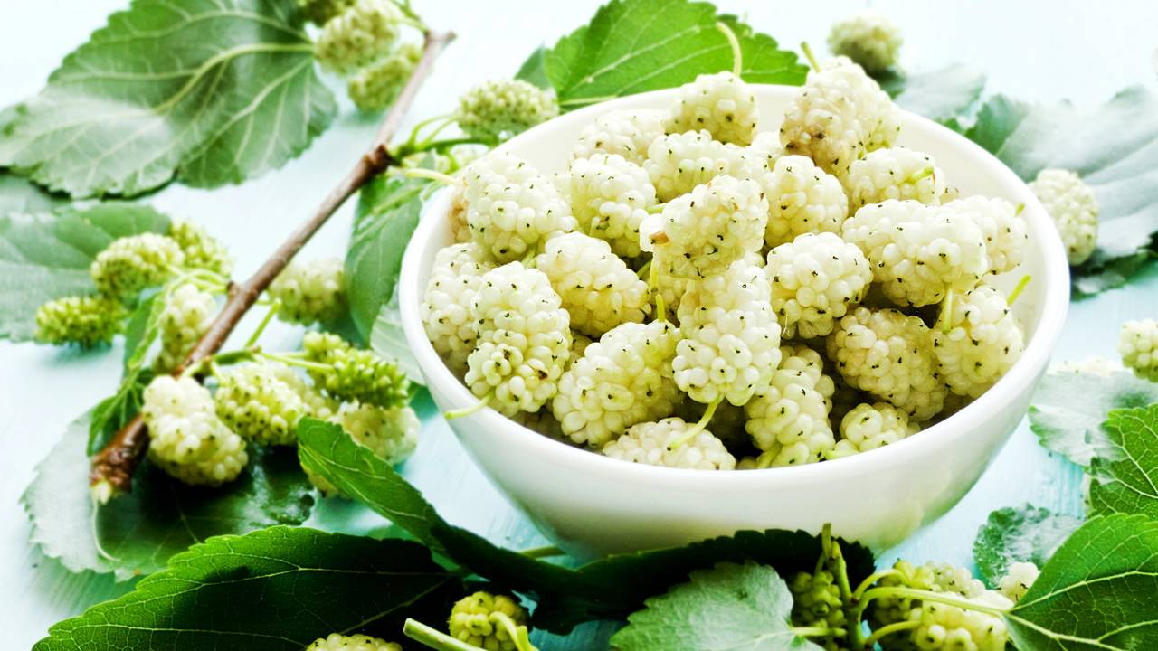 Cultivar amora branca em casa pode ser uma experiência gratificante e cheia de benefícios