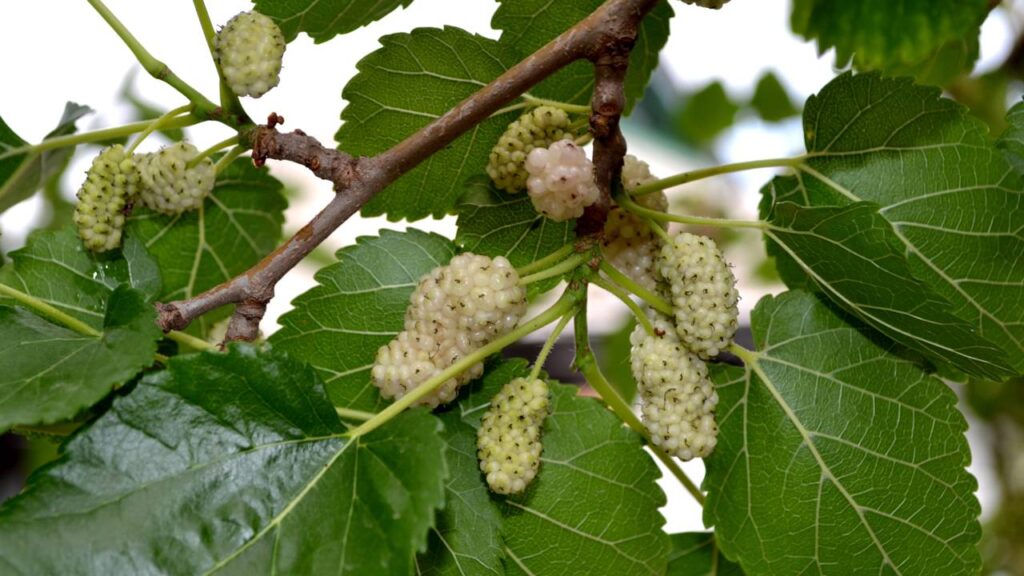 Cultivar amora branca em casa pode ser uma experiência gratificante e cheia de benefícios