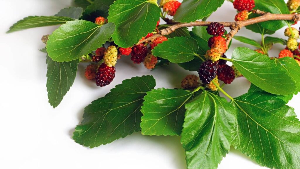 Amora no vaso ou no cantinho do jardim?