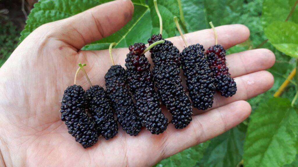 Como fazer sua amoreira produzir frutas o ano todo em casa