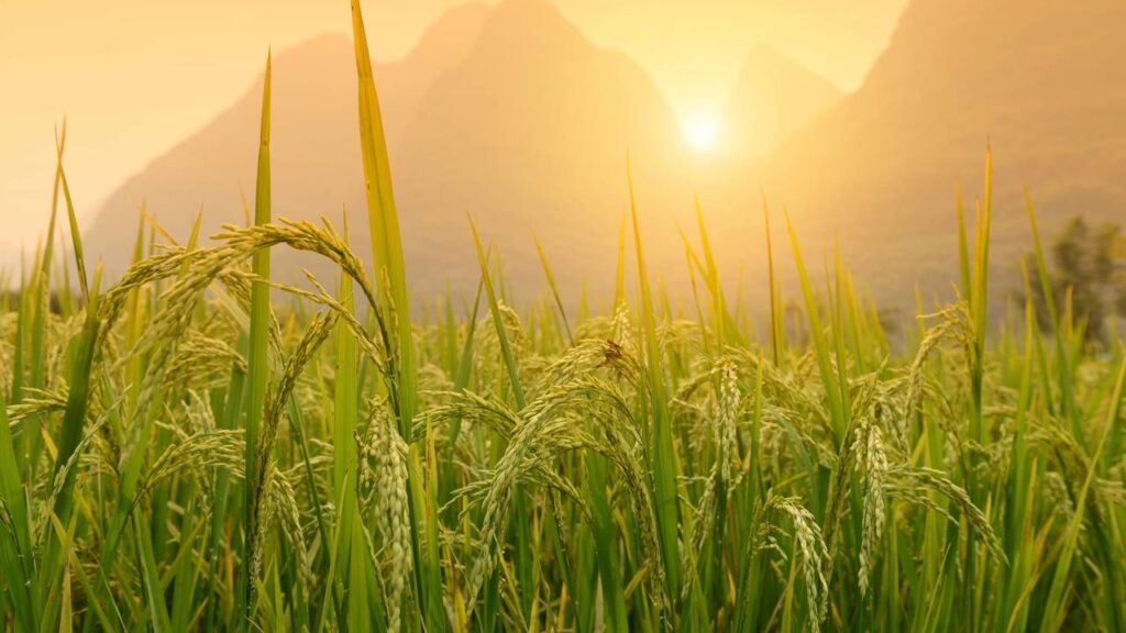 O plural de arroz é uma dúvida recorrente entre aqueles que estudam o idioma ou desejam aprimorar sua comunicação