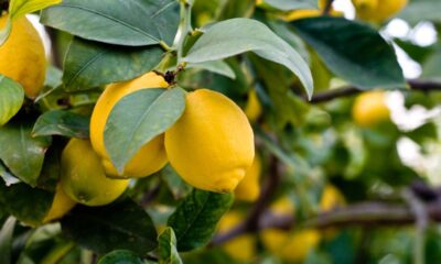 Quanto custa ter um pé de limão que dá frutos o ano inteiro