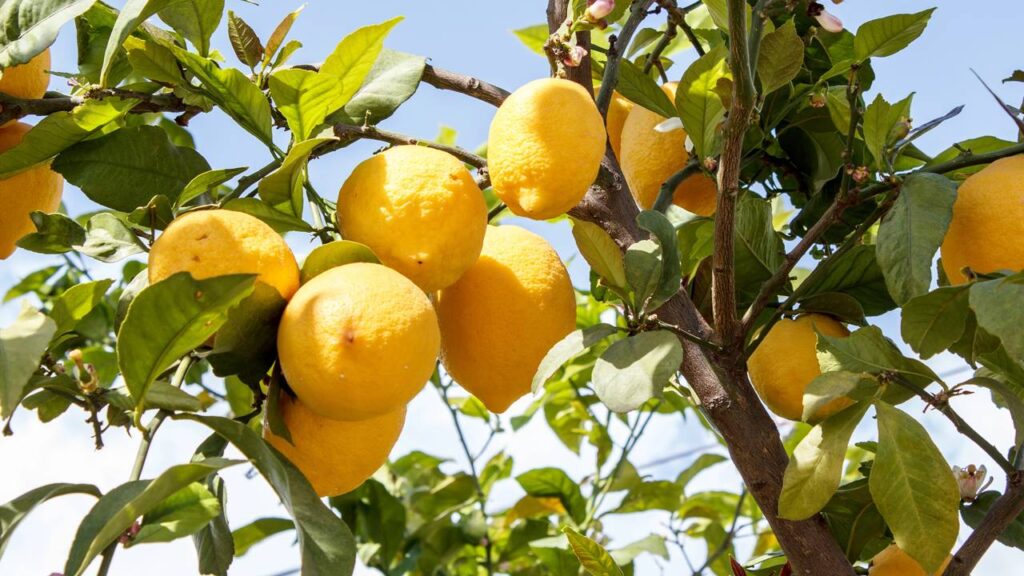 Quanto custa ter um pé de limão que dá frutos o ano inteiro