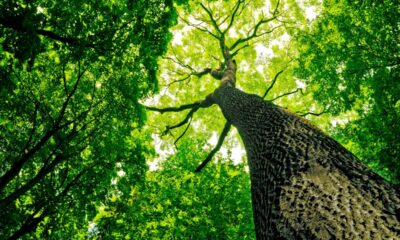 Cinco árvores frutíferas que você nunca deve plantar perto da sua casa