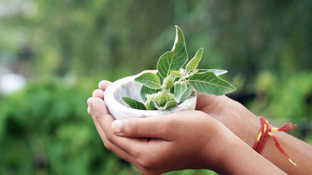 Os benefícios da ashwagandha que estão chamando atenção
