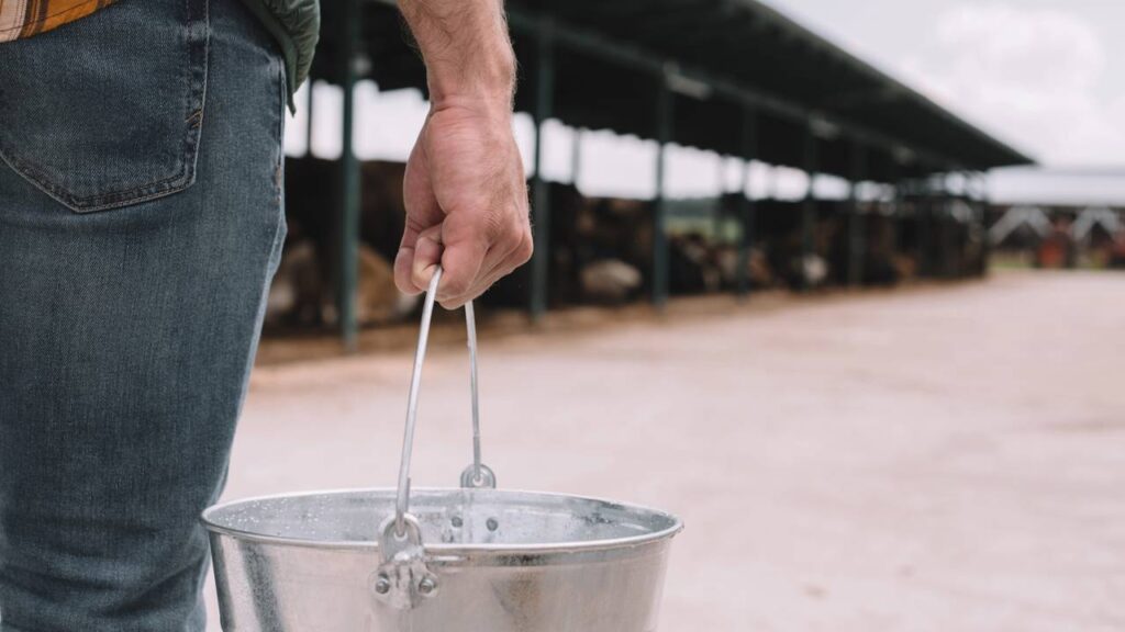 De onde veio a expressão ‘chutar o balde’?