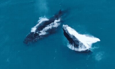 Baleias-jubarte, orcas e arraias dão show em Arraial do Cabo