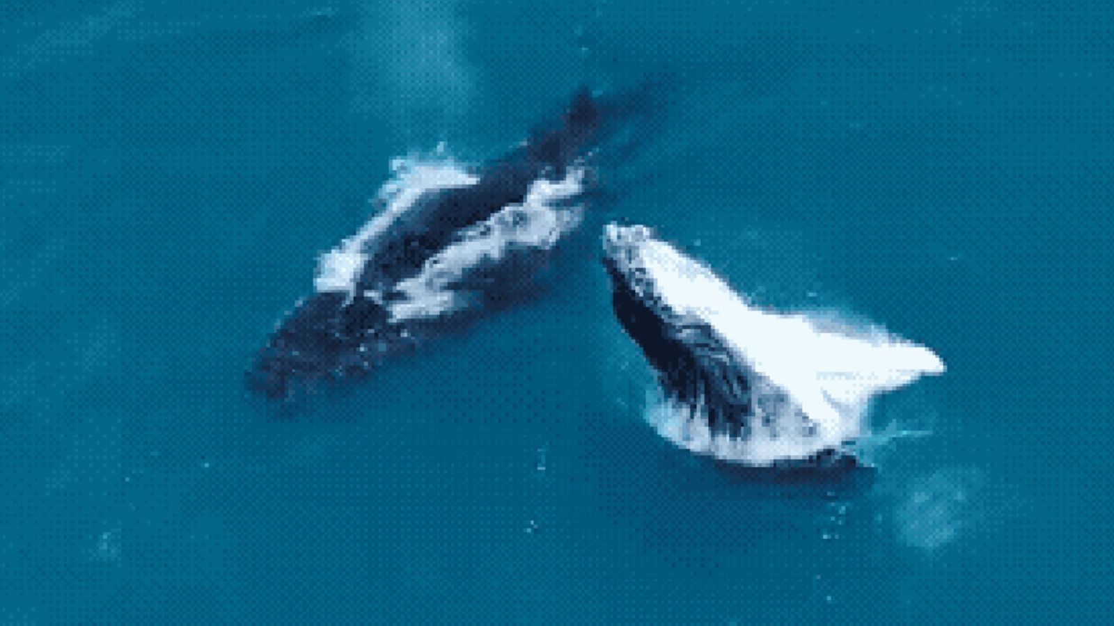 Baleias-jubarte, orcas e arraias dão show em Arraial do Cabo