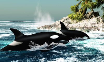 O coletivo de baleia que quase ninguém conhece