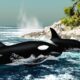 O coletivo de baleia que quase ninguém conhece
