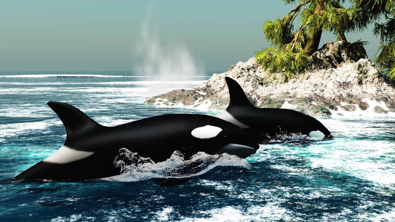 O coletivo de baleia que quase ninguém conhece