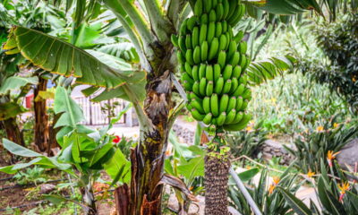 O ciclo da banana explicado para quem quer colher em casa