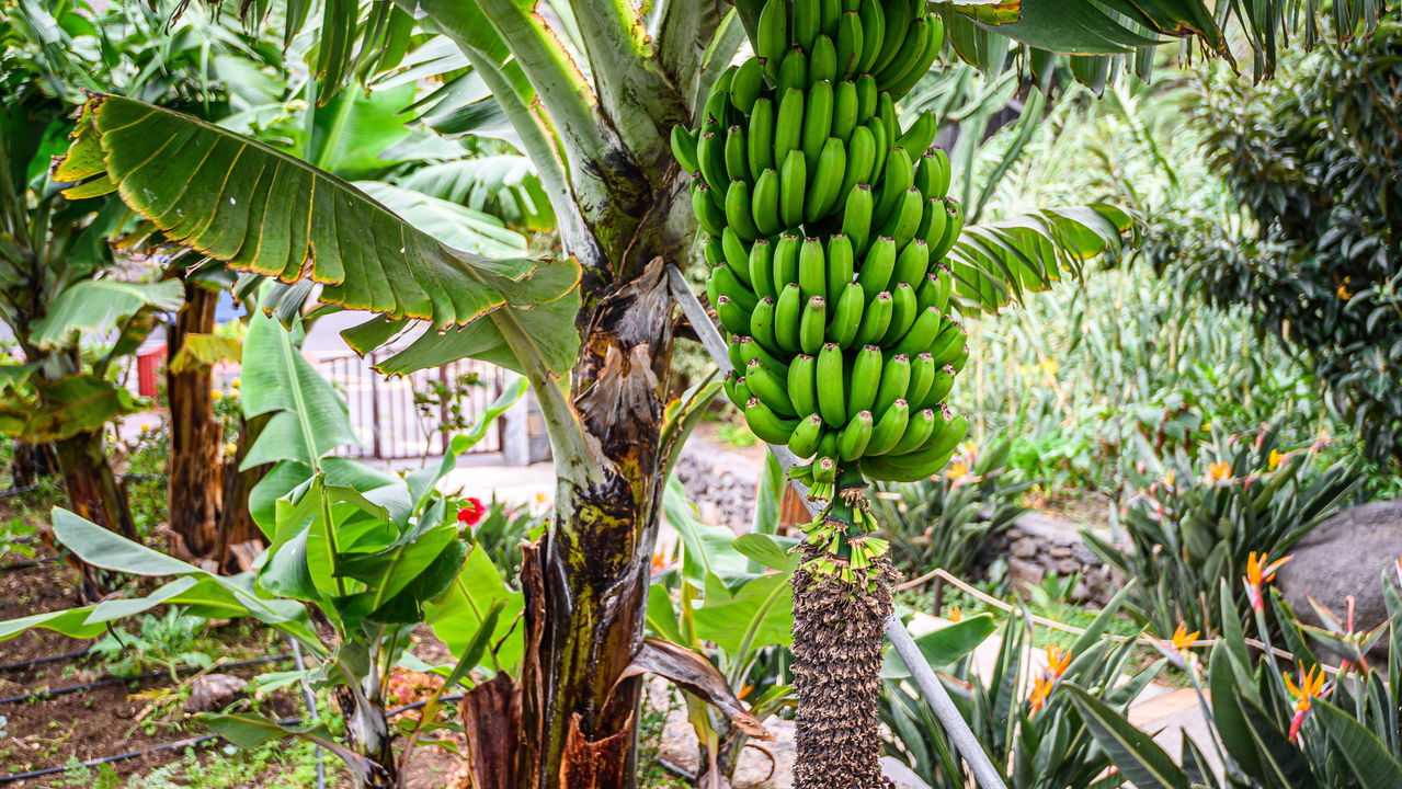 O ciclo da banana explicado para quem quer colher em casa