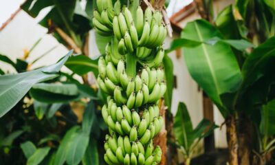 Cultivei bananas no quintal da minha casa e descobri como deixá-las doces direto do pé