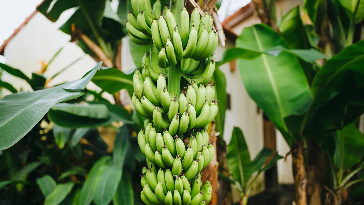 Cultivei bananas no quintal da minha casa e descobri como deixá-las doces direto do pé