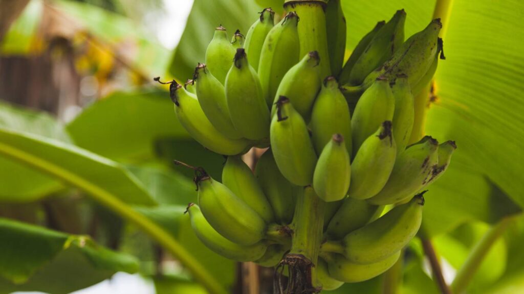Cultivei bananas no quintal da minha casa e descobri como deixá-las doces direto do pé