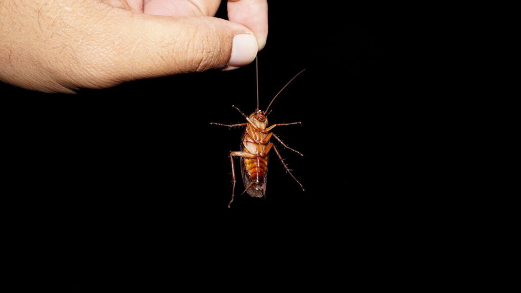 Apenas 7% da população mundial tem essa habilidade rara no DNA que não te deixa sentir 'cheiro de barata'