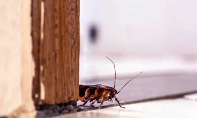Coloque essas plantas na cozinha e afaste as baratas sem veneno nem cheiro forte