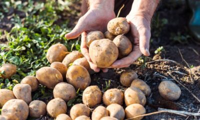 Aprenda a plantar batatas em casa e ter colheita em três meses