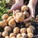 Aprenda a plantar batatas em casa e ter colheita em três meses