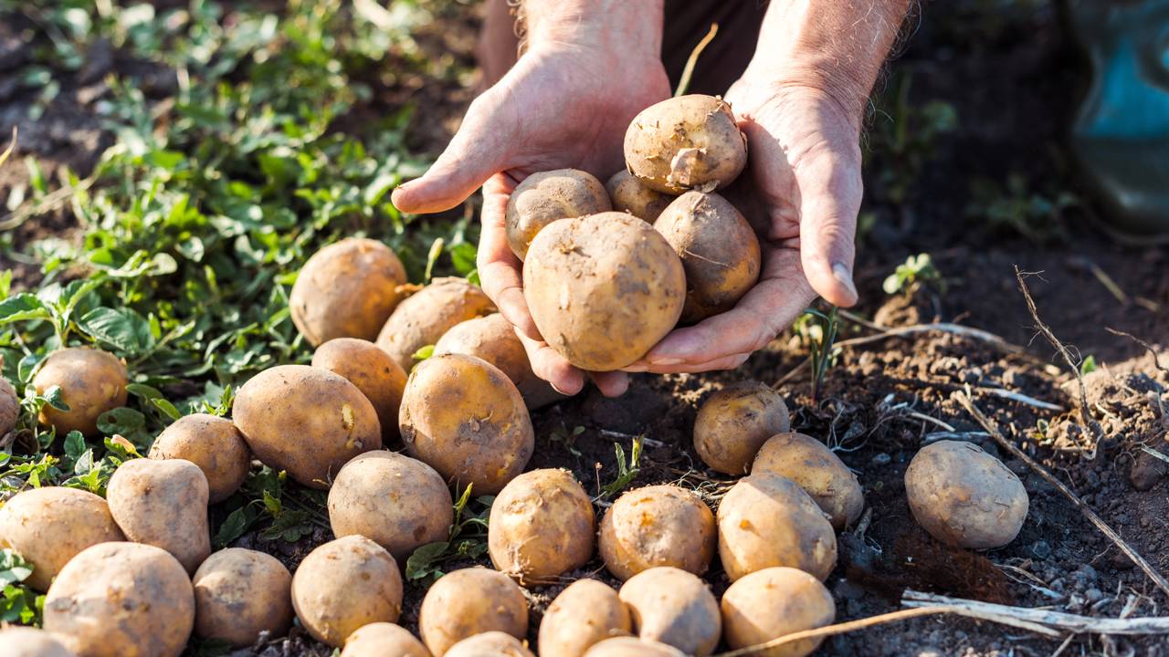 Aprenda a plantar batatas em casa e ter colheita em três meses