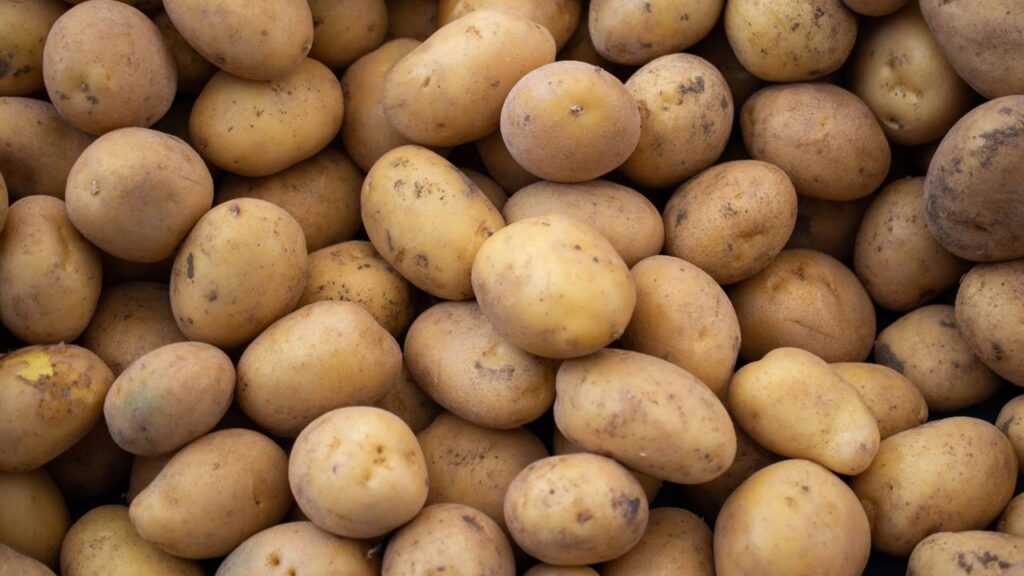 Aprenda a plantar batatas em casa e ter colheita em três meses