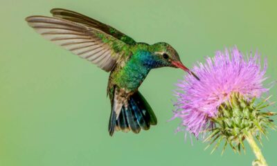 As flores ideais para quem quer beija-flores e borboletas no jardim