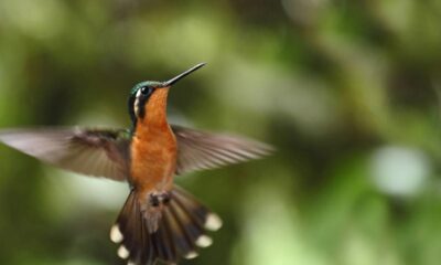 5 espécies que atraem beija-flores e borboletas para o jardim em casa