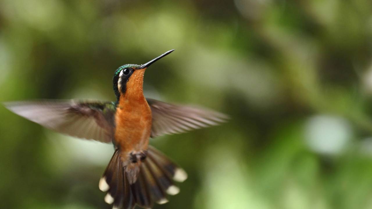 5 espécies que atraem beija-flores e borboletas para o jardim em casa