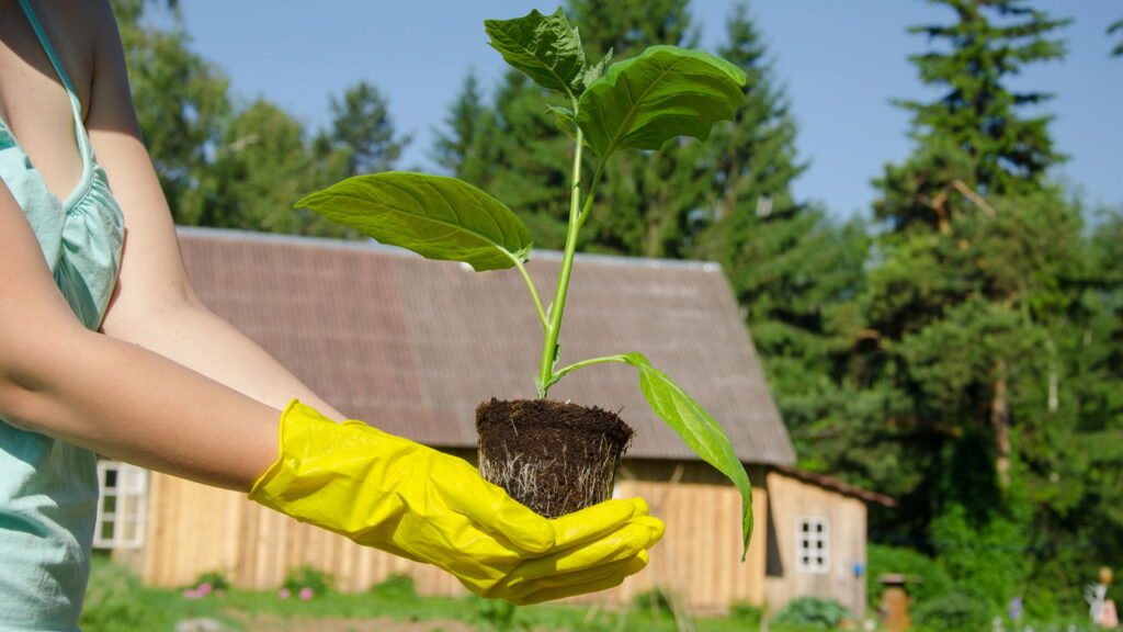 Se o seu jardim está florido com berinjelas saudáveis, pode estar se perguntando quando e como colher essas frutas