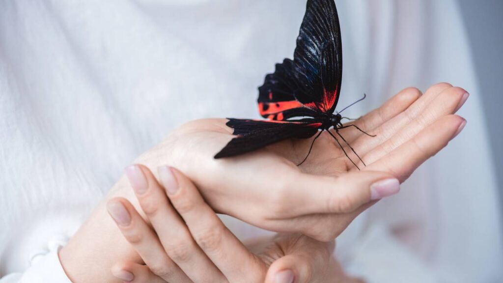 Qual o masculino de borboleta? Veja a explicação da gramática
