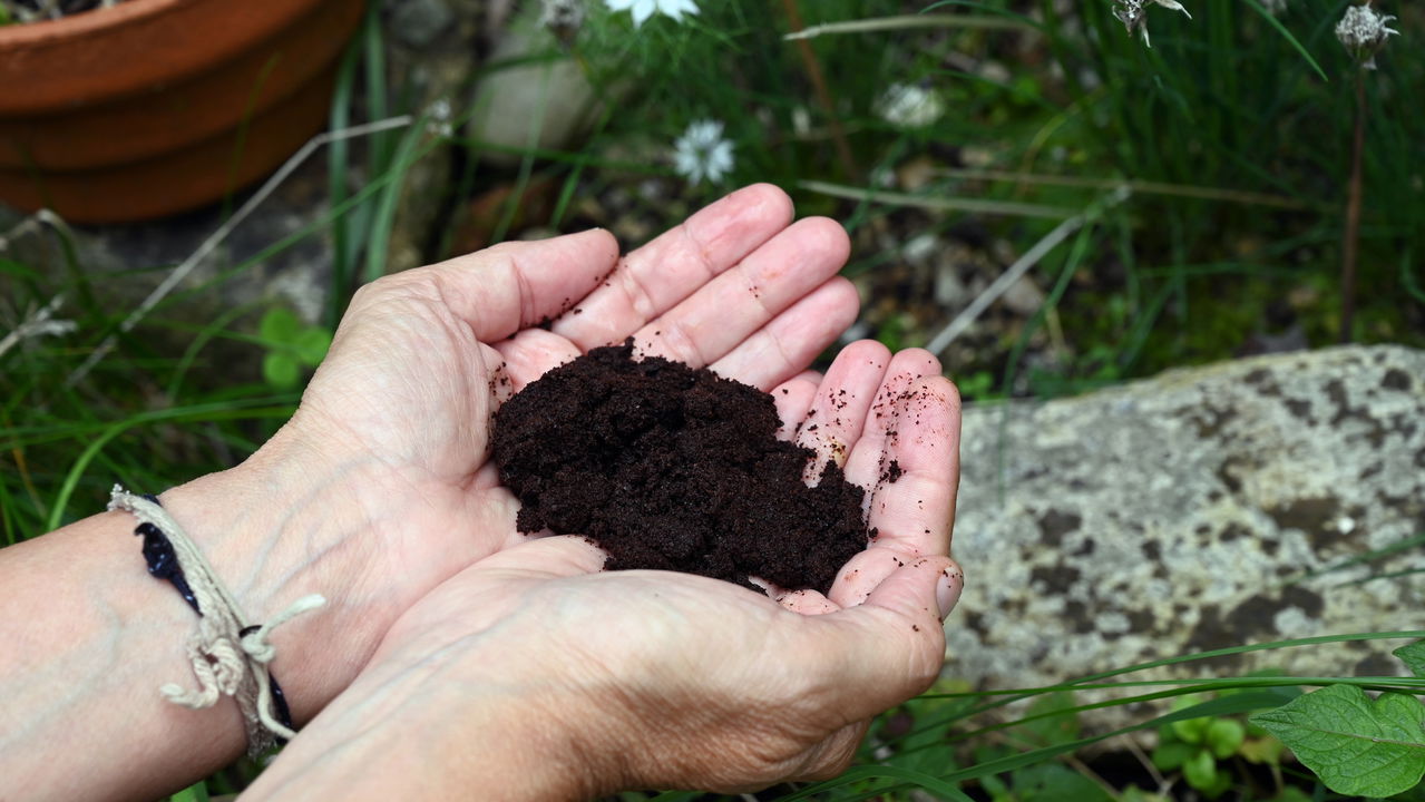 A borra de café é mais do que um simples resíduo do seu café diário; ela pode ser um ingrediente valioso para a compostagem