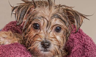 Como acabar com o cheiro de cachorro molhado no tapete