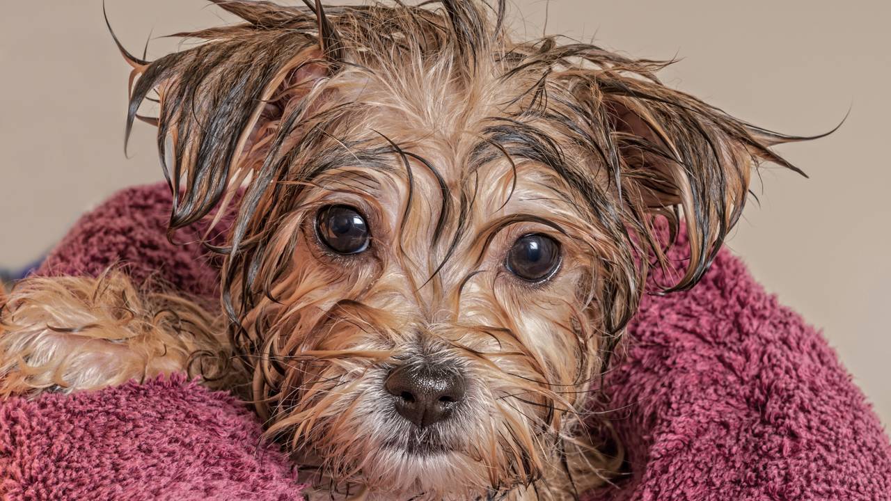 Como acabar com o cheiro de cachorro molhado no tapete