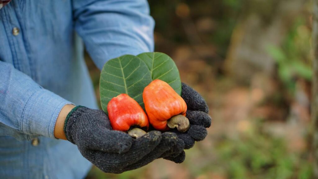 O caju é uma fruta nativa do Brasil, bastante conhecida em regiões tropicais. Sua combinação de sabor marcante e múltiplos modos de aproveitamento – gastronômico, econômico e nutricional