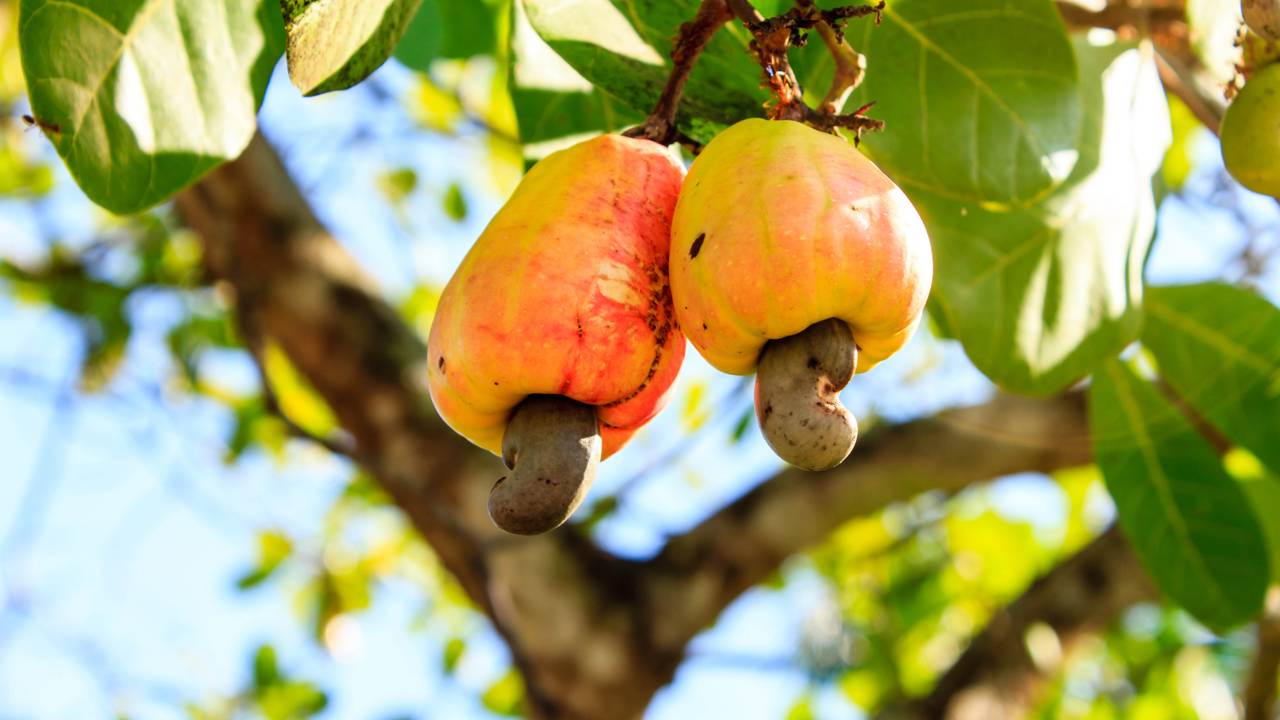 O caju é uma fruta nativa do Brasil, bastante conhecida em regiões tropicais. Sua combinação de sabor marcante e múltiplos modos de aproveitamento – gastronômico, econômico e nutricional
