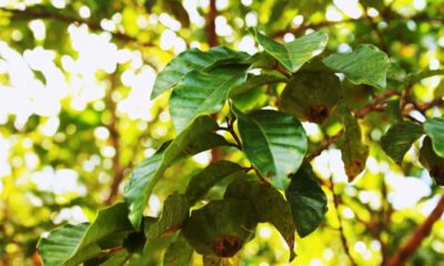 Fruta nativa do Brasil que floresce e frutifica em poucos meses