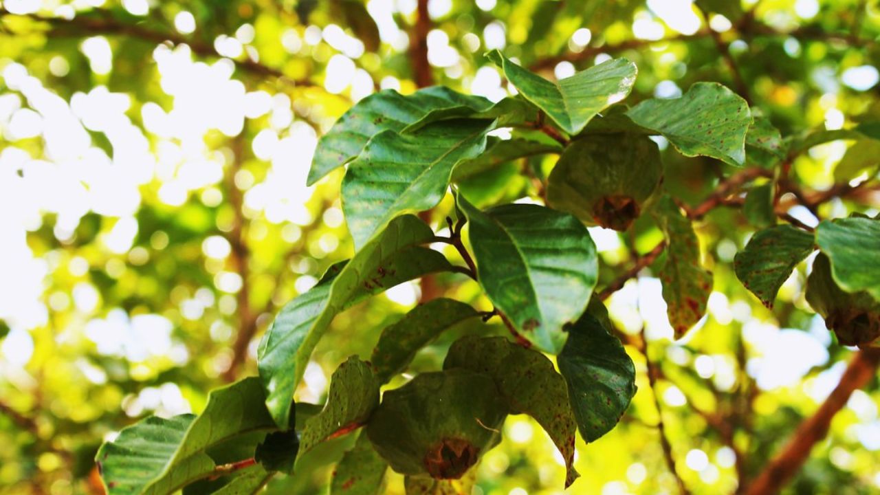 Fruta nativa do Brasil que floresce e frutifica em poucos meses