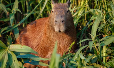 Você já se perguntou qual é o termo correto para se referir ao masculino de uma capivara