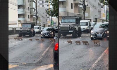 Família de capivaras é flagrada atravessando avenida e encanta motoristas