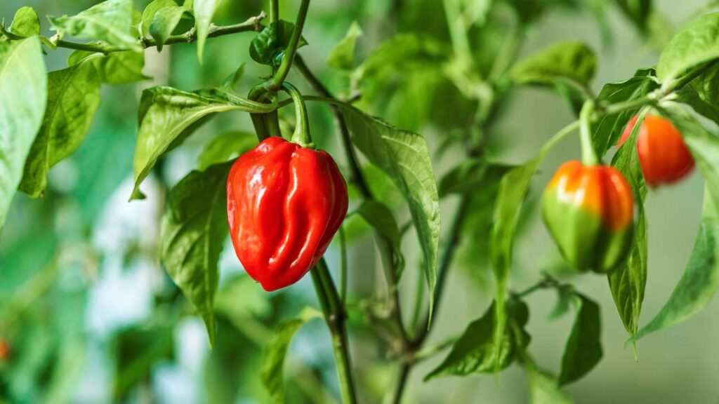 Veja que os especialistas descobriram sobre o poder da pimenta
