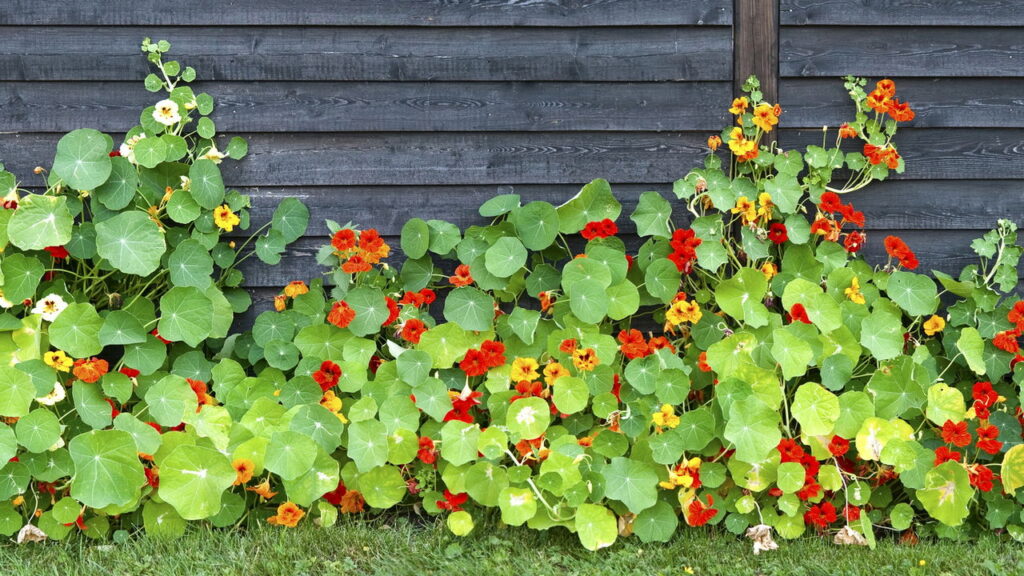 Embora a lavanda seja reconhecida por sua beleza e aroma marcante, os cuidados exigidos podem ser complexos para jardineiros iniciantes