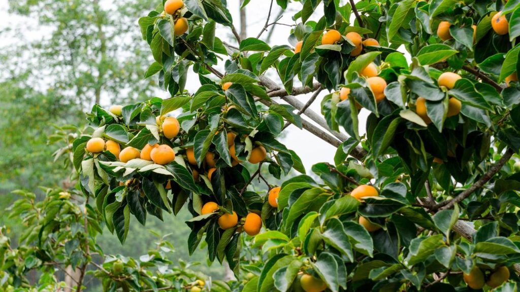 O caqui, também conhecidos como cachi ou diospiros, são frutos de sabor doce colhidos do final de setembro até novembro e, em algumas regiões, até dezembro